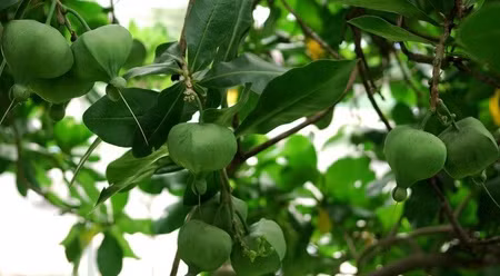 南谒岛的滨玉蕊被列入越南遗产树名录。