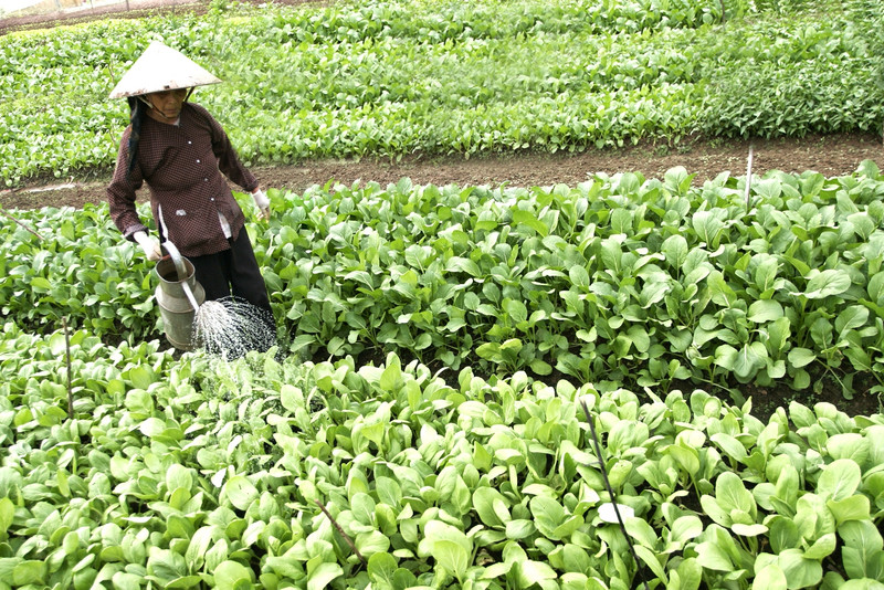 林涛县安全蔬菜专耕模式。 (Photo: 图片来源：富寿报网)