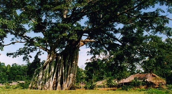 新朝遗迹区的榕树。（图片来源：宣光报网）