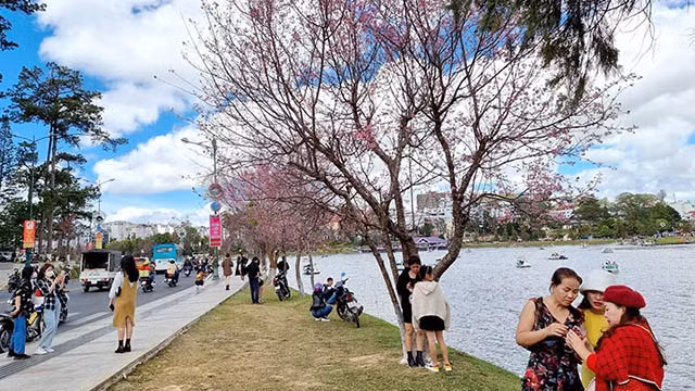 大叻市春香湖梅樱桃花空间。