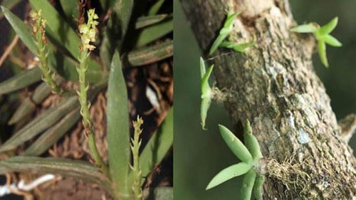 Octarrhena minuscula Aver种。（图片来源：vnexpress.net）
