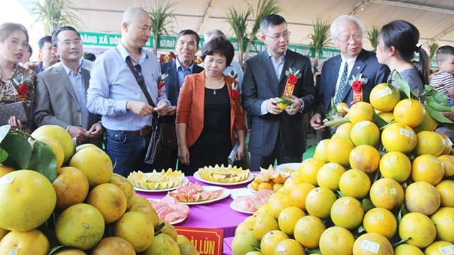 各位代表参观和平省高峰橙子节。（图片来源：和平报网）