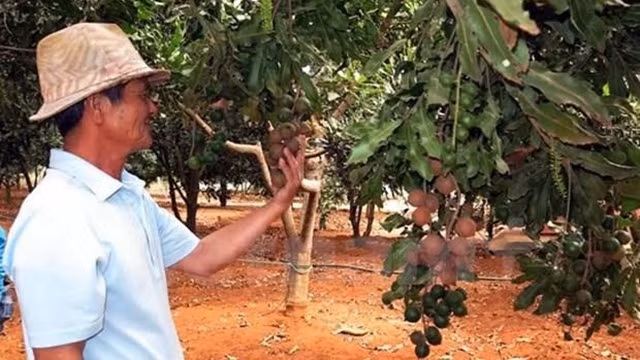 林同省澳洲坚果种植。（图片来源：越通社）