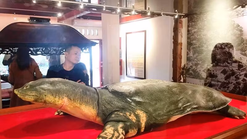 还剑湖巨龟标本。