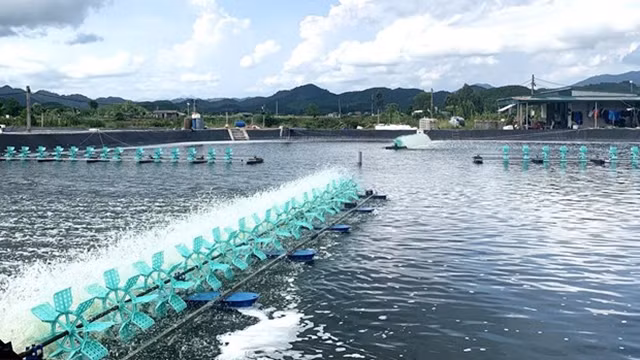 仙安县农户的白对虾养殖场。