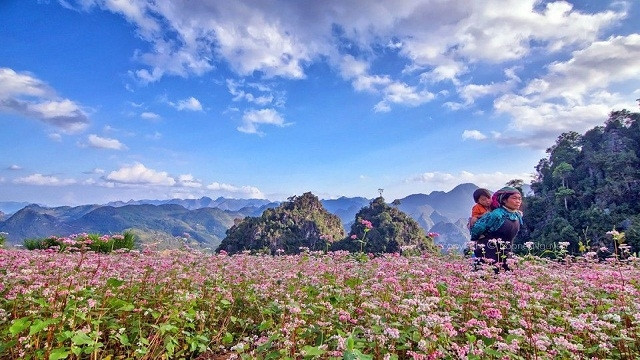 荞麦花。