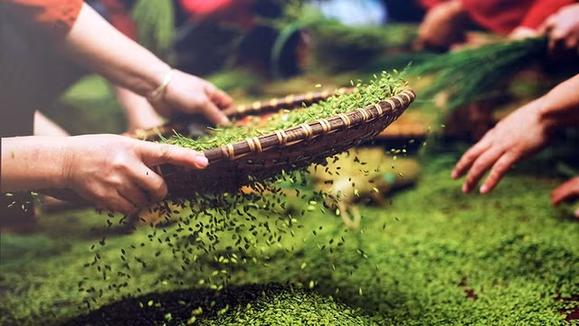 附图：制作米池扁糯米。