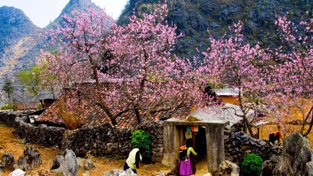 河江省苗旺县春季之美。