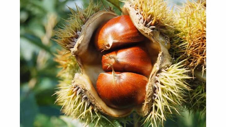 高平省重庆栗子。