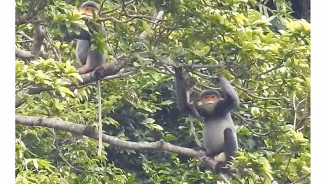 广南省灰腿白臀叶猴。（图片来源：GreenViet）