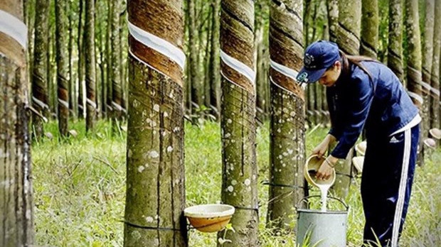 附图。（图片来源：AP）