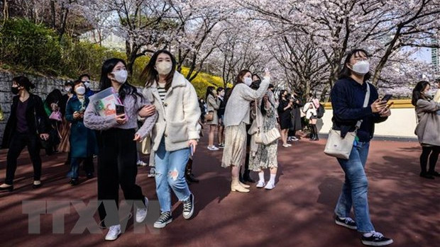 附图：在韩国观赏樱花。（图片来源：越通社）