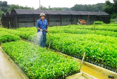 宣光省宣平林业公司工人正在浇灌树苗。 (Photo: 图片来源：人民报网)