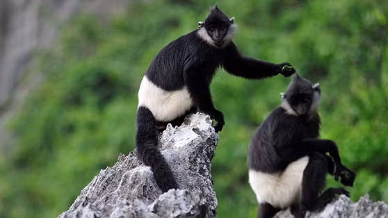 附图：宁平省白臀叶猴数量稳步恢复。