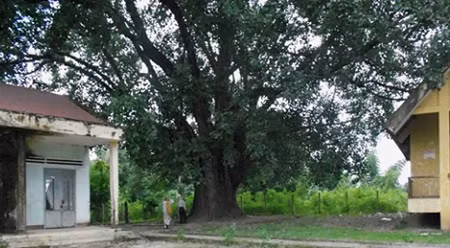 得乐省132岁古树。