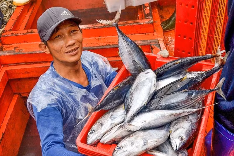 越南对意大利、德国和荷兰三个主要市场的金枪鱼出口额均出现了三位数的飙升。