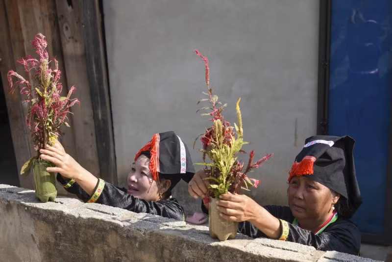 贡族妇女插鸡冠花。 贡族妇女插鸡冠花。