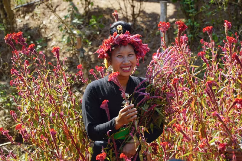 贡族妇女与鸡冠花。