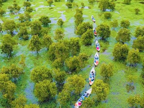 安江省的茶师白干层树林。（图片来源：dulichvietnam.com.vn）