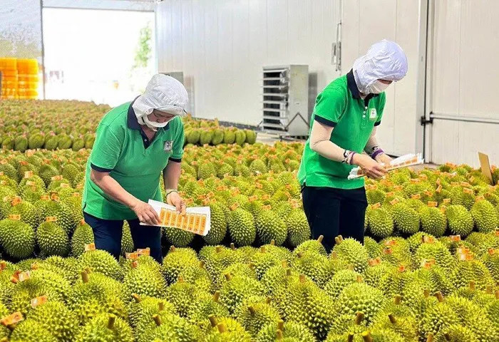 出口中国的越南榴莲。