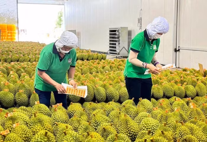 出口中国的越南榴莲。