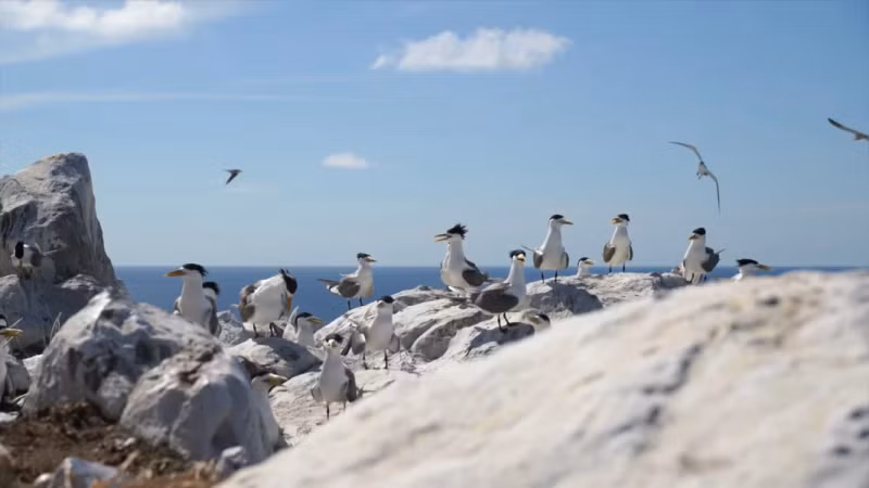 昏岛国家公园的蛋岛鸟类栖息地。