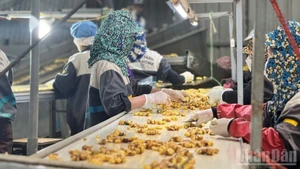 在河内DACE农业发展与环境咨询有限责任公司工厂内，工人正在对鲜姜进行清洗处理。