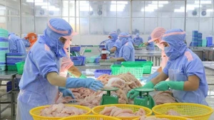 出口查鱼的加工活动。