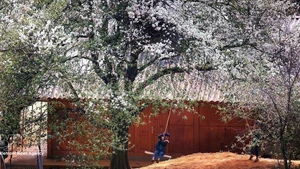 玉战乡山楂树种植面积超过2500公顷，这是当地各民族发展经济、脱贫致富的作物。