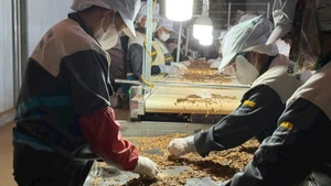 香料生产流水线用于出口。
