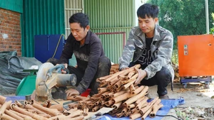 茶眉肉桂是广南省西部山区少数民族群众的主要收入来源。