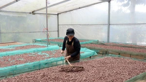 梁氏缘进行可可豆初加工。