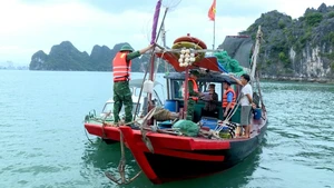 鸿基（Hòn Gai）港口岸边防哨所协同开展检查，处理在下龙湾非法从事水产捕捞活动的船只。