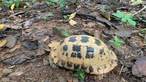 附图：嘉莱省接收5只珍稀黄头陆龟。