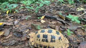 珍稀黄山龟已被列入越南政府2021年第84/2021/NĐ-CP号议定IIB类濒危珍稀物种名录。