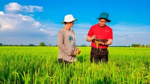 越南农业与农村发展银行（Agribank）正加大对九龙江平原地区高质量、低排放稻米生产、加工和销售链的信贷支持。（香英 摄）