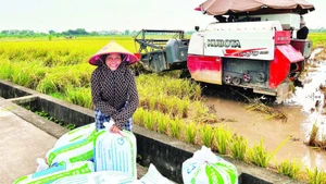红河平原地区的稻谷产量为保障国内粮食安全作出了贡献。