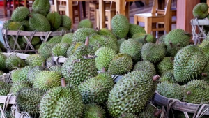 在同奈省统一乡的一个榴莲集散点，榴莲正在被集中堆放。