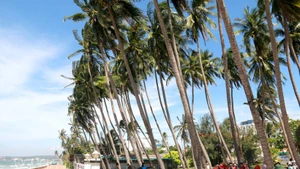 附图：美奈（Mũi Né）海滩。