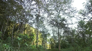 铺黄外围植物园。（图片来源：越通社）