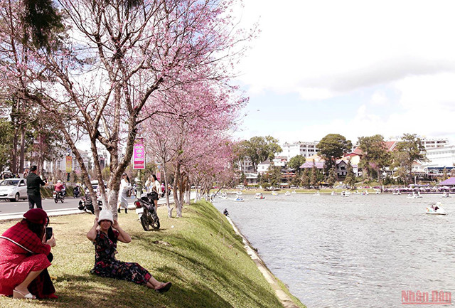 大叻充满春天色彩(组图) ảnh 7 大叻充满春天色彩(组图) ảnh 7