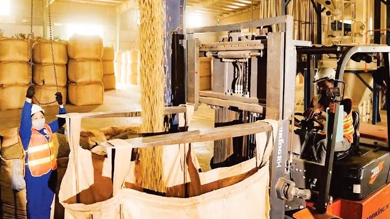 图：得乐Simexco公司咖啡生产作业现场。（明英 摄）