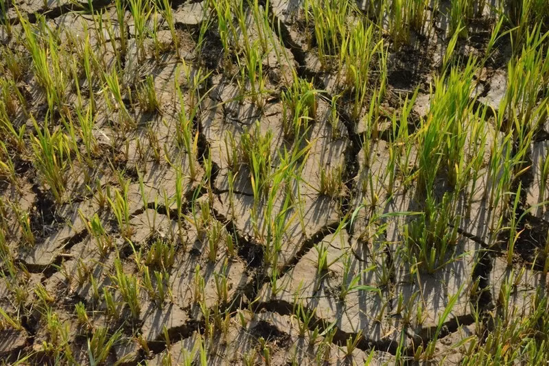 由于干旱，得乐省莲山乐乡的稻田面临绝收风险。（图片来源：越通社）