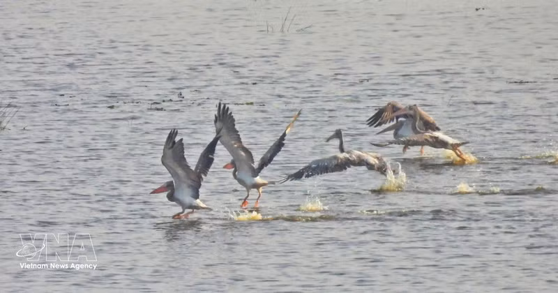 该斑嘴鹈鹕群共有6只，降落在沼泽地区觅食。（图片来源：越通社）