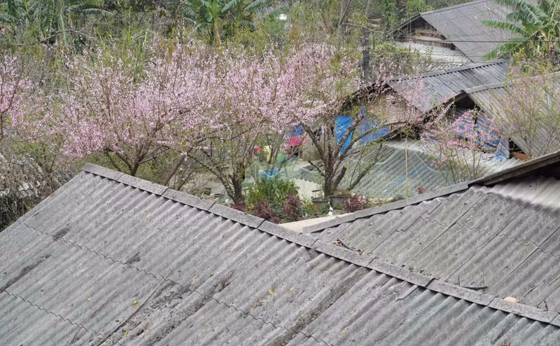 苗族高脚屋旁桃花绽放。图自越通社