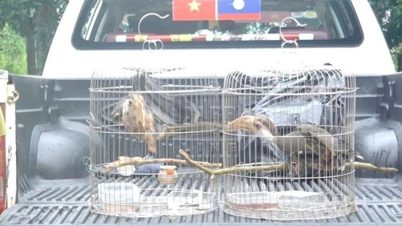 广治省接收两只珍稀白喉犀鸟。