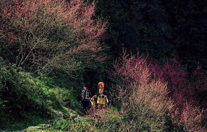 桃花在木山顶上美丽绽放。