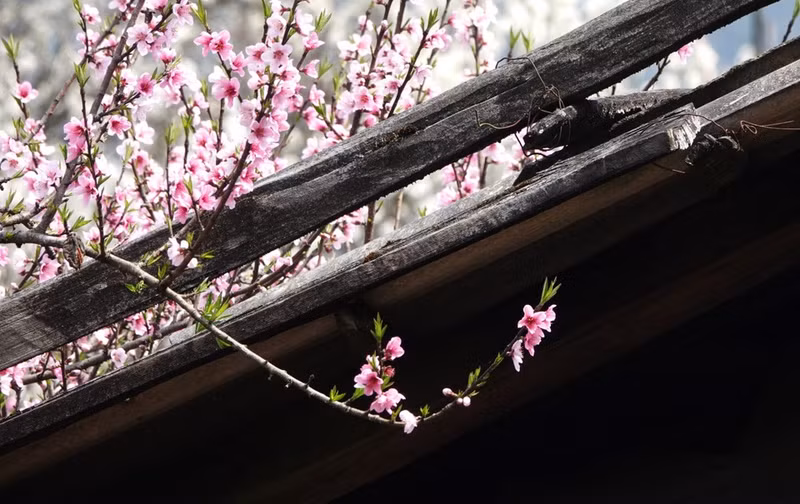 桃花是越南北方民众春节不可或缺的年花。
