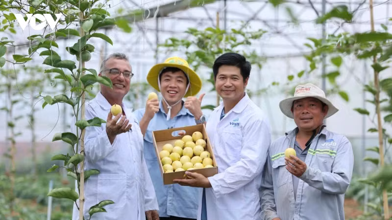 附图：越南果树行业设定2025年水果出口额超50亿美元的目标。