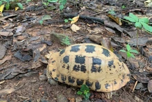 附图：嘉莱省接收5只珍稀黄头陆龟。